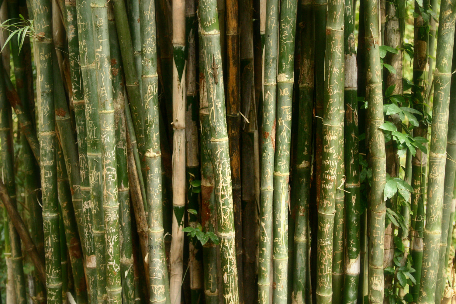 bamboo-with-engravings